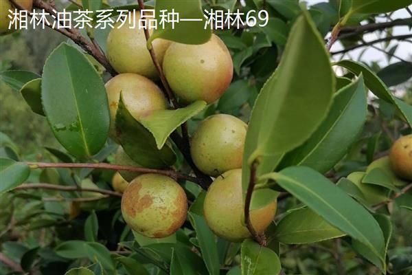 油茶树苗怎么种植,栽培后每隔3-5天浇一次水
