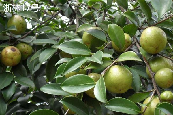 油茶树苗怎么种植,栽培后每隔3-5天浇一次水
