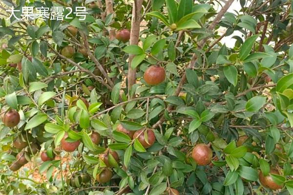 油茶树苗怎么种植,栽培后每隔3-5天浇一次水