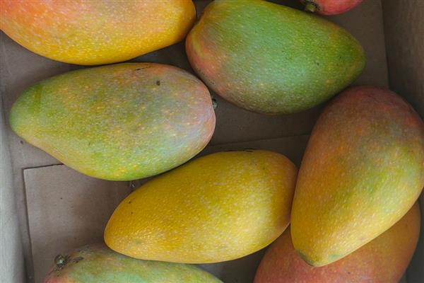 5月份吃什么水果，可以吃芒果、山竹等