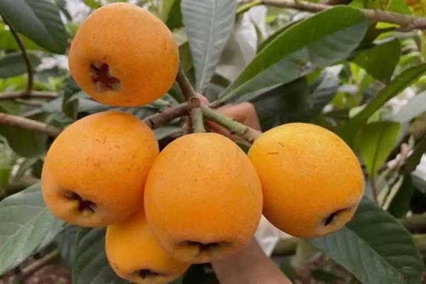 5月份吃什么水果，可以吃芒果、山竹等