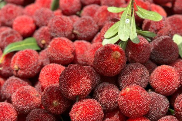 5月份吃什么水果，可以吃芒果、山竹等