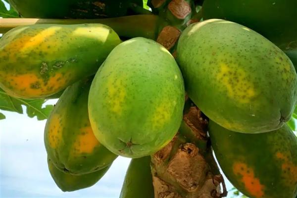 5月份吃什么水果，可以吃芒果、山竹等