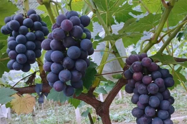 5月份吃什么水果，可以吃芒果、山竹等