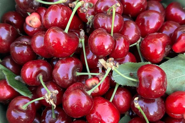 5月份吃什么水果，可以吃芒果、山竹等