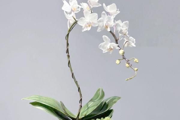 蝴蝶兰的花箭如何固定,可以用铁丝捆扎