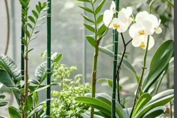 蝴蝶兰的花箭如何固定,可以用铁丝捆扎