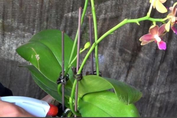 蝴蝶兰的花箭如何固定,可以用铁丝捆扎