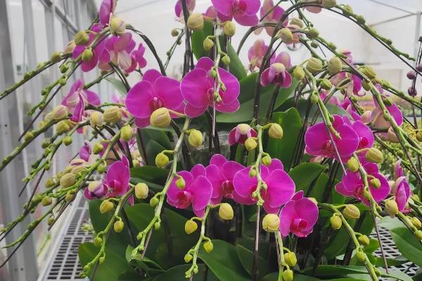蝴蝶兰的花箭如何固定,可以用铁丝捆扎