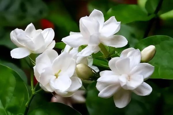 有哪些自带香气的盆栽植物,推荐茉莉花、米兰花等