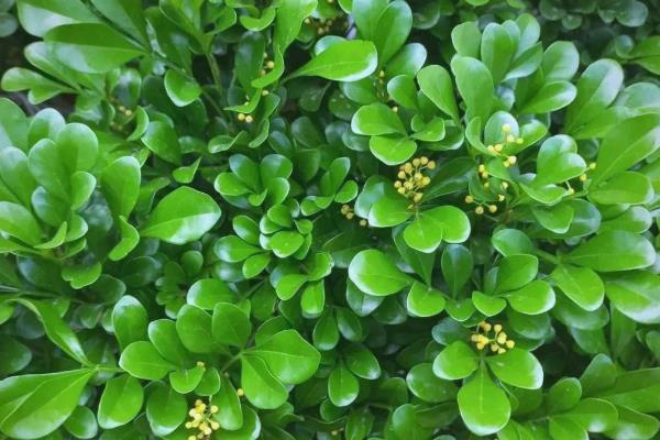 有哪些自带香气的盆栽植物,推荐茉莉花、米兰花等
