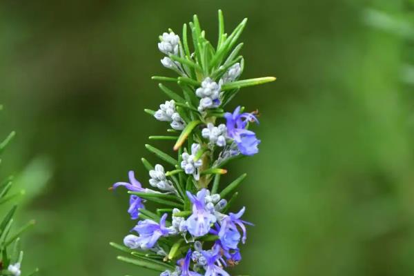 有哪些自带香气的盆栽植物,推荐茉莉花、米兰花等