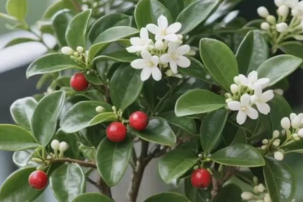 有哪些自带香气的盆栽植物,推荐茉莉花、米兰花等