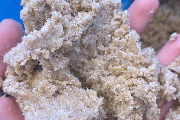 有哪些自带香气的盆栽植物,推荐茉莉花、米兰花等