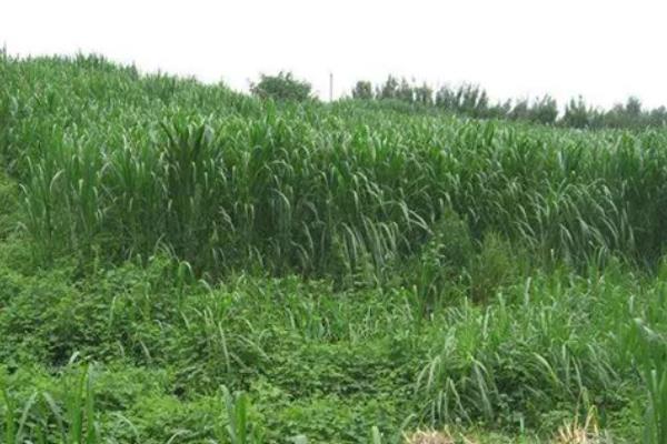 皇竹草种子一亩地要多少,南方水土湿润地区需要3-5斤