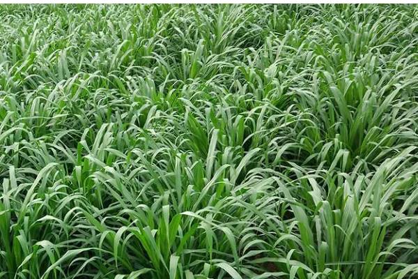 皇竹草种子一亩地要多少,南方水土湿润地区需要3-5斤