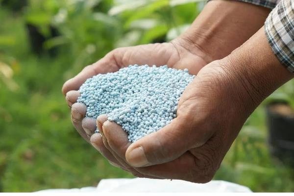 复合肥与掺混肥哪个的肥效长，前者的肥效更长