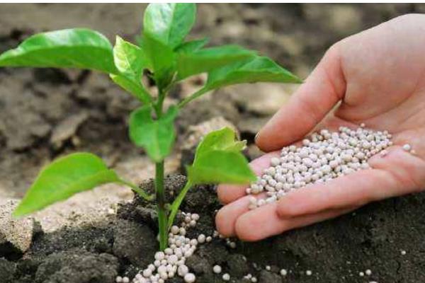 复合肥与掺混肥哪个的肥效长，前者的肥效更长