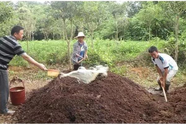 复合肥与掺混肥哪个的肥效长，前者的肥效更长