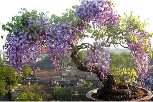 怎么养紫藤,两年左右翻盆一次