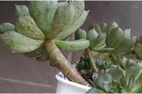 多肉黑斑病可以自愈吗，不能自愈需要及时治疗