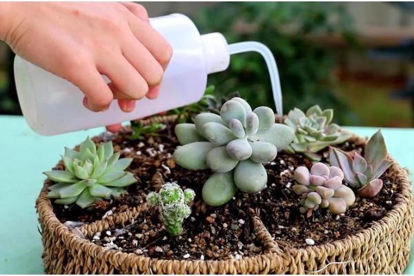 多肉黑斑病可以自愈吗，不能自愈需要及时治疗