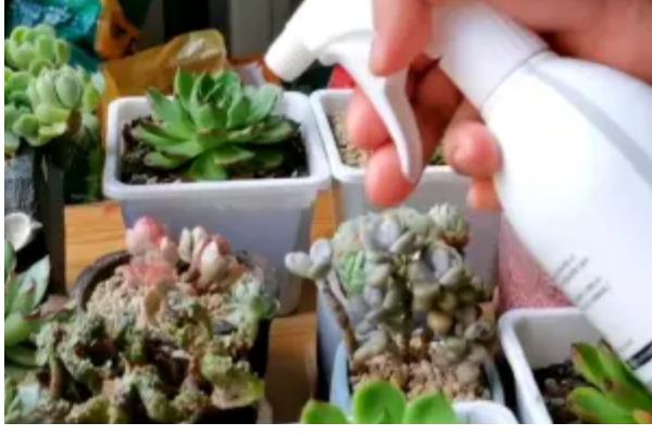 多肉黑斑病可以自愈吗，不能自愈需要及时治疗