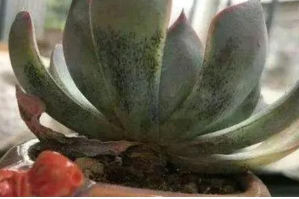 多肉黑斑病可以自愈吗，不能自愈需要及时治疗