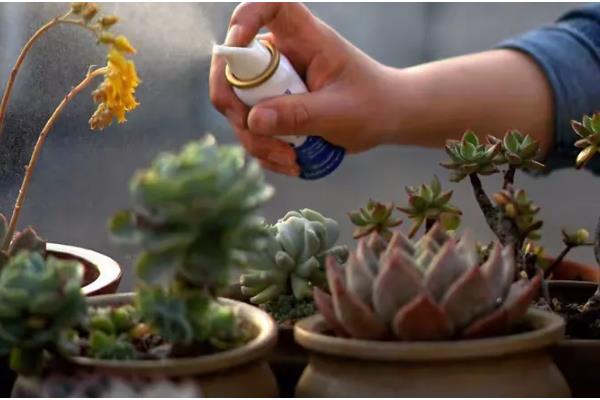 多肉黑斑病可以自愈吗，不能自愈需要及时治疗