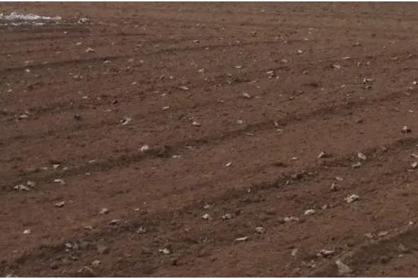 猫须草怎么种植，移栽前要浇透水再起苗