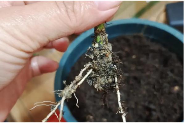 猫须草怎么种植，移栽前要浇透水再起苗