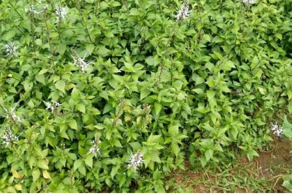 猫须草怎么种植，移栽前要浇透水再起苗