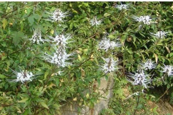 猫须草怎么种植，移栽前要浇透水再起苗