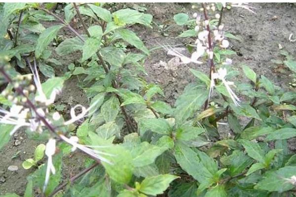 猫须草怎么种植，移栽前要浇透水再起苗