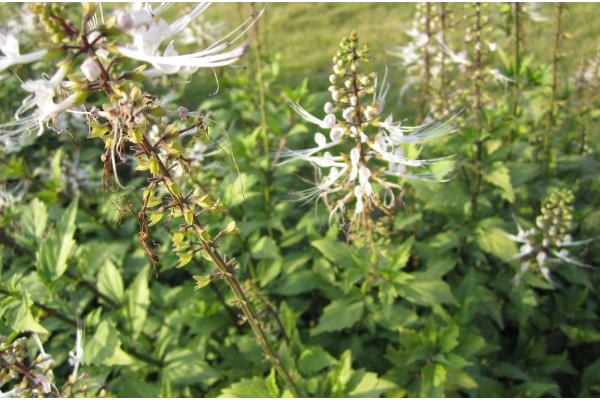 猫须草怎么种植，移栽前要浇透水再起苗