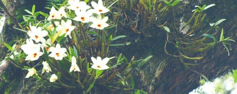 华石斛的养殖方法，选用的肥料通常是氮肥