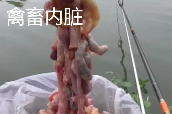 野钓用什么窝料可以快速聚鱼,酒米、麸饼、五谷杂粮等饵料都是适宜选择