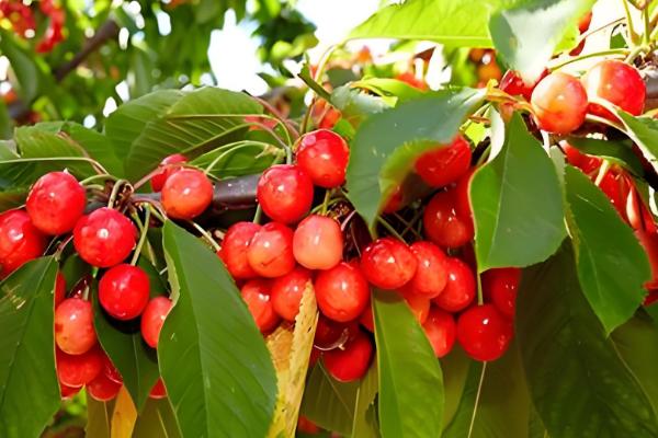 樱桃树开花是不是樱花，会开出樱桃花并非用来观赏的樱花