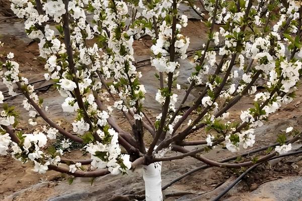 樱桃树开花是不是樱花，会开出樱桃花并非用来观赏的樱花