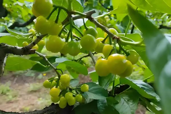 樱桃树开花是不是樱花，会开出樱桃花并非用来观赏的樱花