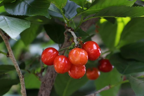 樱桃树开花是不是樱花，会开出樱桃花并非用来观赏的樱花