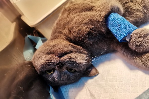 给猫咪绝育有什么优点，会变得更加温顺粘人