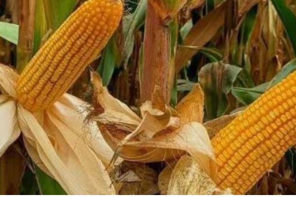 先玉1225玉米种介绍,出苗至成熟127天