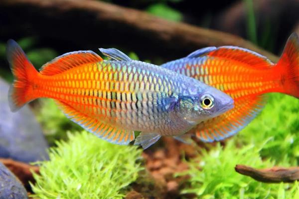 金桔美人鱼好不好养，对环境有要求具备一定难度
