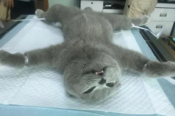 给猫咪绝育有什么优点，会变得更加温顺粘人