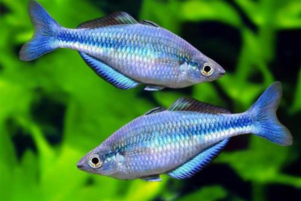 金桔美人鱼好不好养，对环境有要求具备一定难度