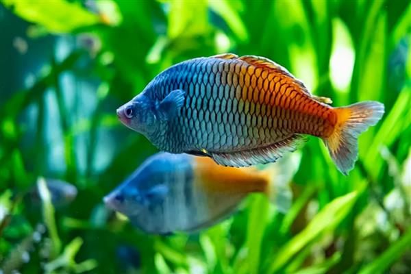 金桔美人鱼好不好养，对环境有要求具备一定难度