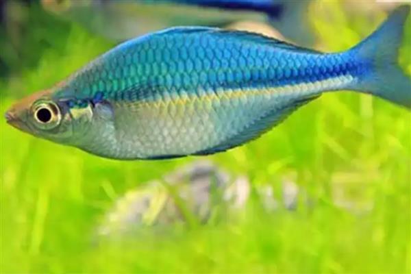 金桔美人鱼好不好养，对环境有要求具备一定难度