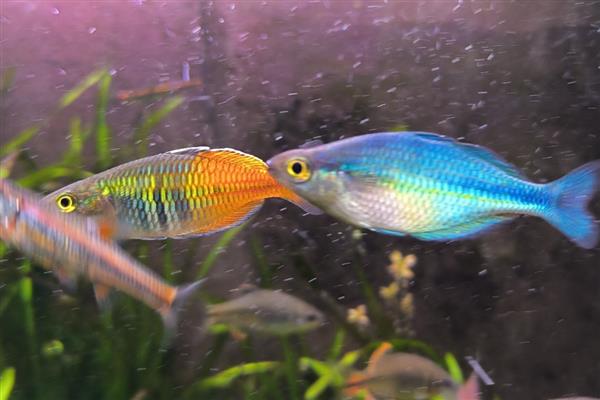 金桔美人鱼好不好养，对环境有要求具备一定难度