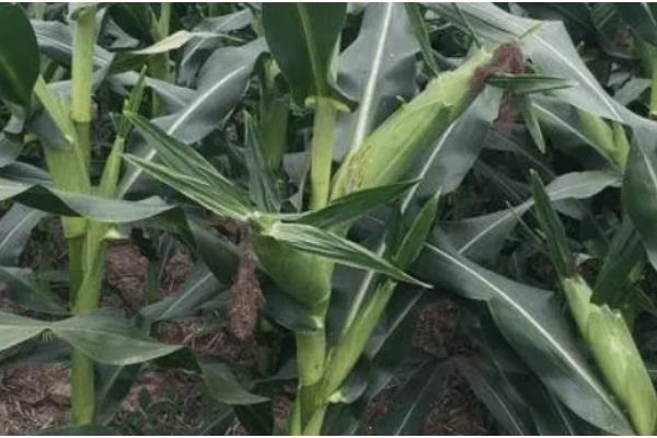 先玉1225玉米种介绍,出苗至成熟127天